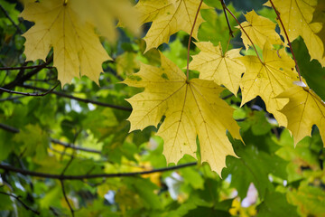 Close up of a tree branch with yellow leaves