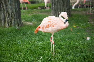 Beautiful view of flamingo