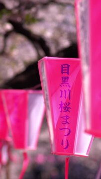 桜が満開の目黒川・風に揺れる「目黒川桜まつり」の提灯（2019年4月） / 縦構図動画
