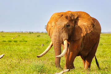 A Majestic Elephant coated in Tsavo's red clay gazes across at tourists on the game trails at Tsavo...