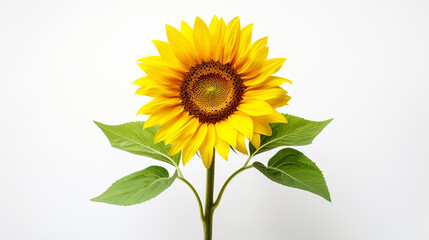 Decoration of Sun flower with white background and warm light for product presentation in front view. Created using generative AI.