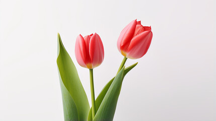 Front view Realistic Tulip with clear white background and spotlight for product presentation. Created using generative AI.