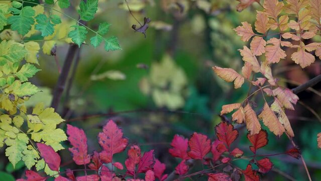 circle of fall autumn colors on stem leaves represent all fall foliage color with room for a graphic and text