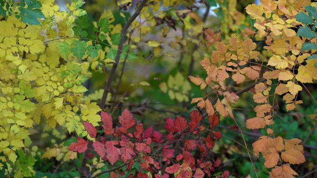 big circle of fall foliage with all the colors of autumn represented by the leaves