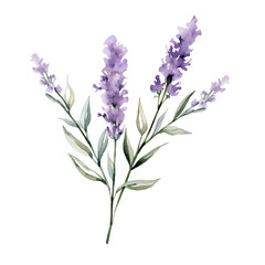 Watercolor lavender isolated transparent, Generative AI