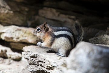 Beautiful view of a squirrel in nature