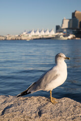 Beautiful view of a seagull