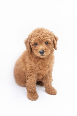 Portrait of brown poodle puppy on white background