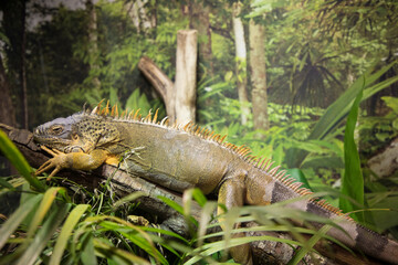 Beautiful view of a monitor lizard in a pond