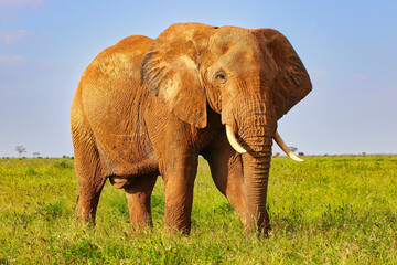 A Majestic Elephant coated in Tsavo's red clay gazes across at tourists on the game trails at Tsavo...