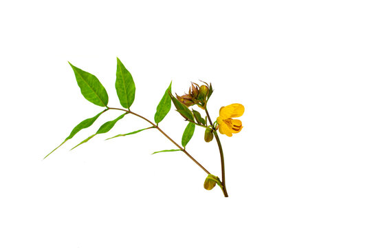 Senna occidentalis(Coffea senna, Coffeeweed)flower isolated on white background.