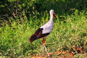An elegant looking White Stork walks across the game trails in search of insects at Tsavo East...