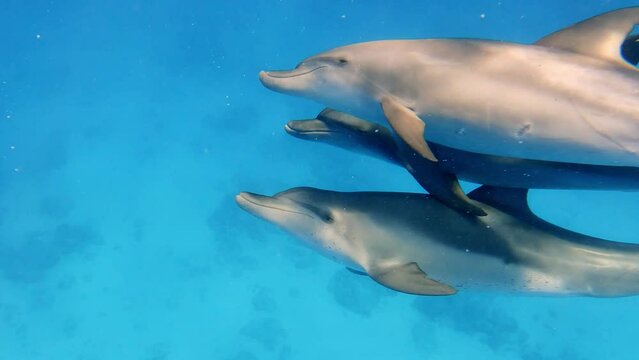 A Pod Of Bottlenose Dolphin Elegantly Traversing the Crystal Clear Ocean - Underwater Shot