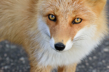 red fox vulpes