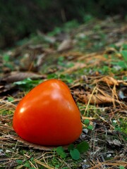 자연 숲의 유기농 과일 감, 홍시