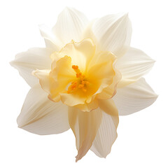 Daffodil flower png Daffodil png flower png beautiful flower png Daffodil flower transparent background