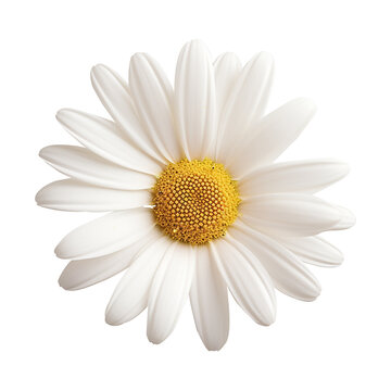 Daisy flower png Daisy png flower png beautiful flower png Daisy flower transparent background