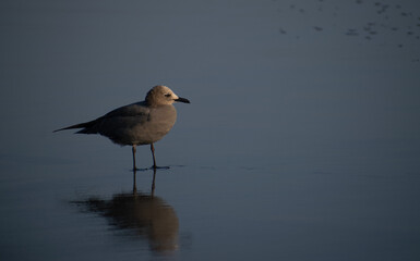 Bird standing on beach shore