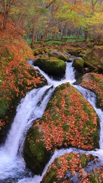 vertical video of waterfall in autumn forest