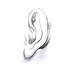 Black White Hand illustration of Human Ear. isolated on white background. Hand painted human ear. High quality illustration