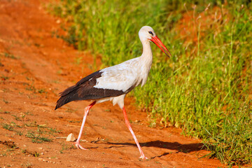 An elegant looking White Stork walks across the game trails in search of insects at Tsavo East...