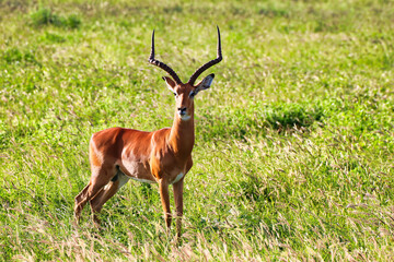 A magnificient Male Impala with imposing horns gazes across th savanna at Tsavo East National Park,...