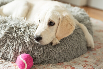 A puppy of a golden retriever is resting in a dog bed.