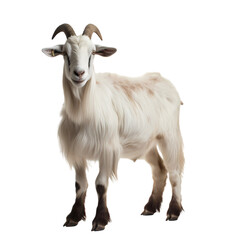 White horned sheep on transparent background