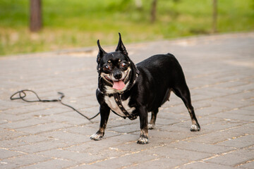A small dog of the toy terrier and chihuahua breeds on a walk in the park.