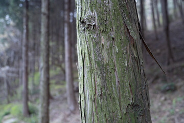tree trunk in a forest