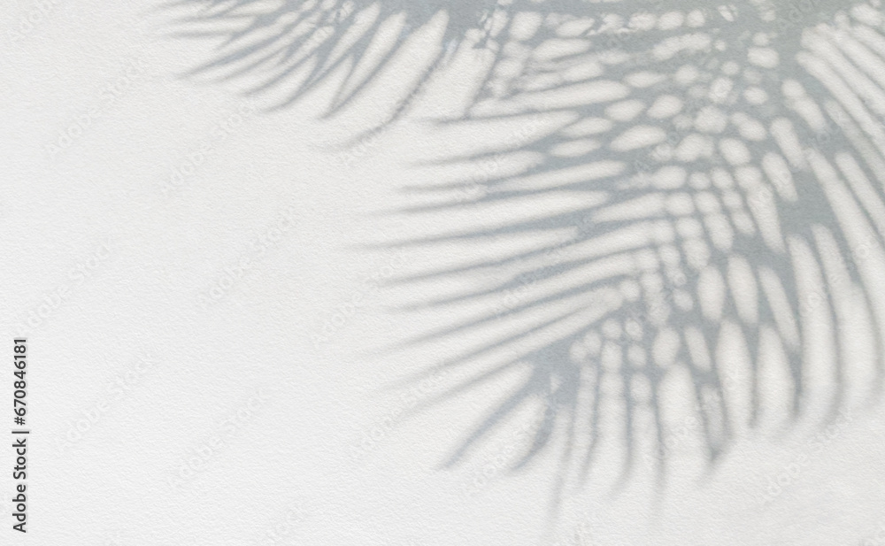 Poster grey shadow of natural palm leaf abstract background falling on white wall texture for background an
