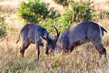 Two male waterbucks fighting for herd dominance at Tsavo East National Park, Kenya, Africa