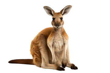 Kangaroo with Joey isolated on transparent background, Generative Ai - obrazy, fototapety, plakaty