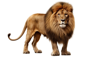 Majestic Lion with Flowing Mane isolated on transparent background, Generative Ai