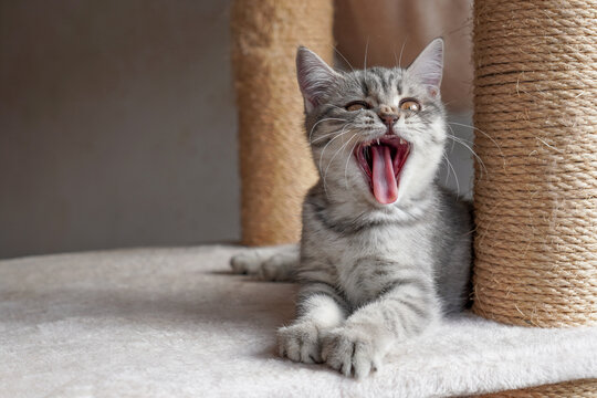 funny kitten cat yawn or roar of laughter