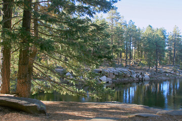 Pine trees next to lake in the forest, Woods Canyon Lake, Arizona, USA