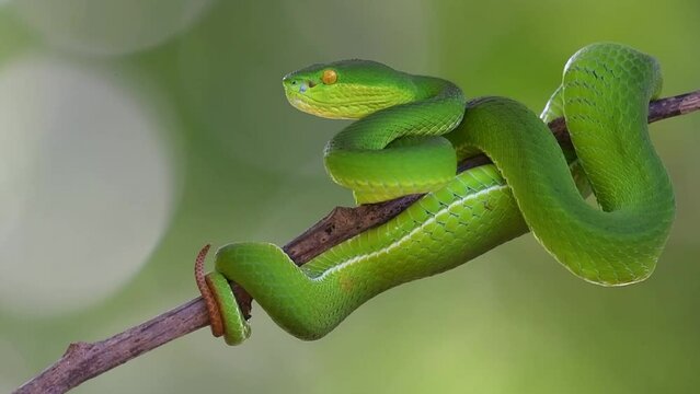 Camera zooms out as this super lovely snake looks to the left, White-lipped Pit Viper Trimeresurus albolabris, Thailand