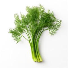 Close-up of a young dill on a white background. Generative Ai.