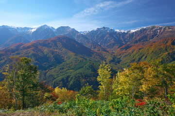 岩岳から望む白馬連峰の三段紅葉
