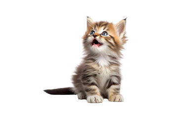 Fluffy Maine Coon kitten licking its lips isolated over white background 