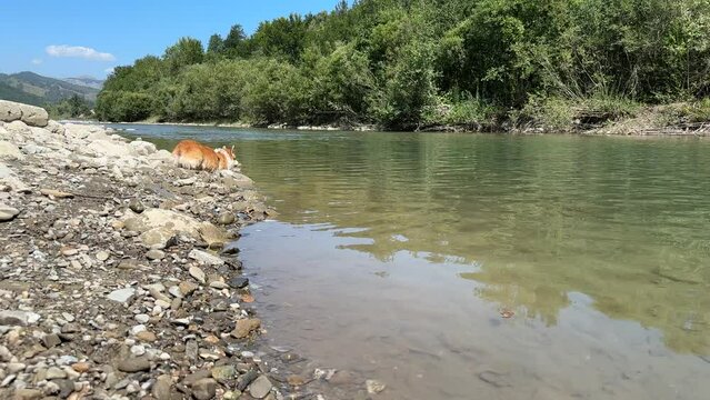 Corgi dog walks along the bank of a quiet mountain river