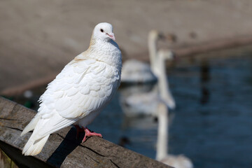 Portrait of beautiful white pigeon or dove.