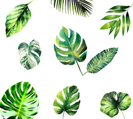 Exotic plants, palm leaves, monstera watercolor vector illustration