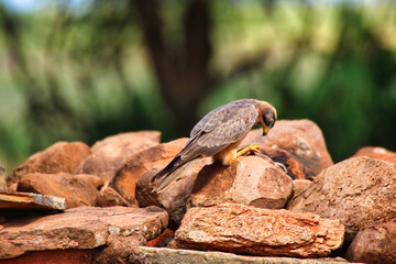 Grasshopper Buzzard with a snake in its talons at Tsavo East National Park, Kenya, Africa