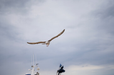 Obraz premium seagull in flight