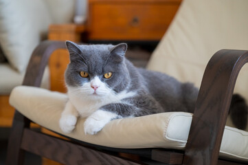 British shorthair cat lying on rocking chair