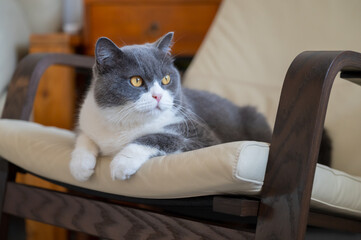 British shorthair cat lying on rocking chair