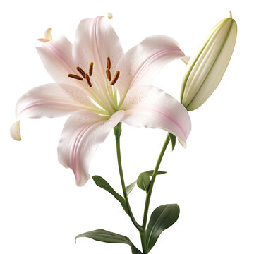 Lily flower png Lily png flower png beautiful flower png Lily flower transparent background