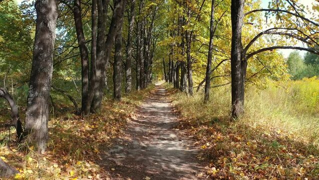 Video of walk along the autumn linden tree alley. Sunrays shine through the trunks and crowns of trees.