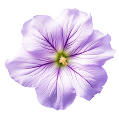 Petunia Flower png Petunia png flower png beautiful flower png Petunia flower transparent background